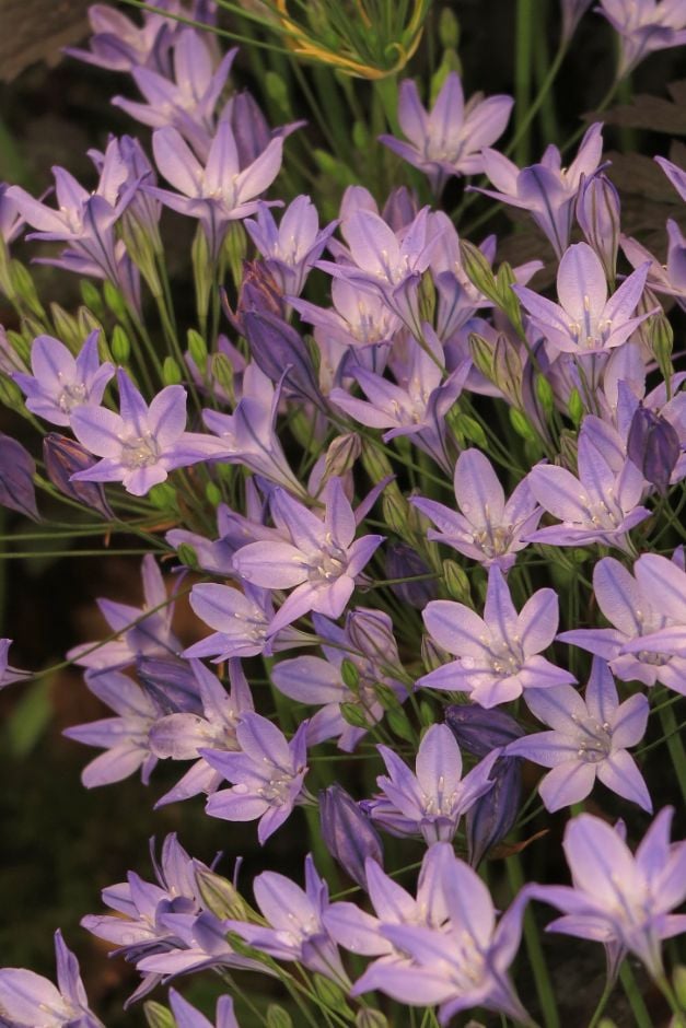 triplet lily 'Corrina'