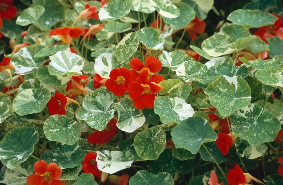 nasturtium 'Tip Top Scarlet'