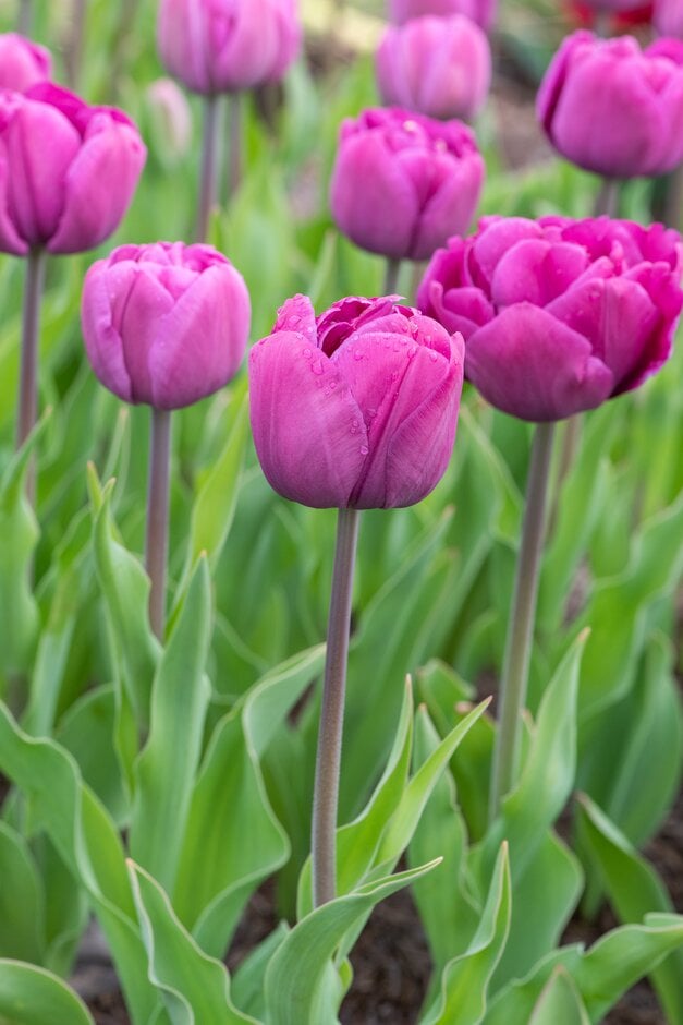 tulip 'Backpacker'