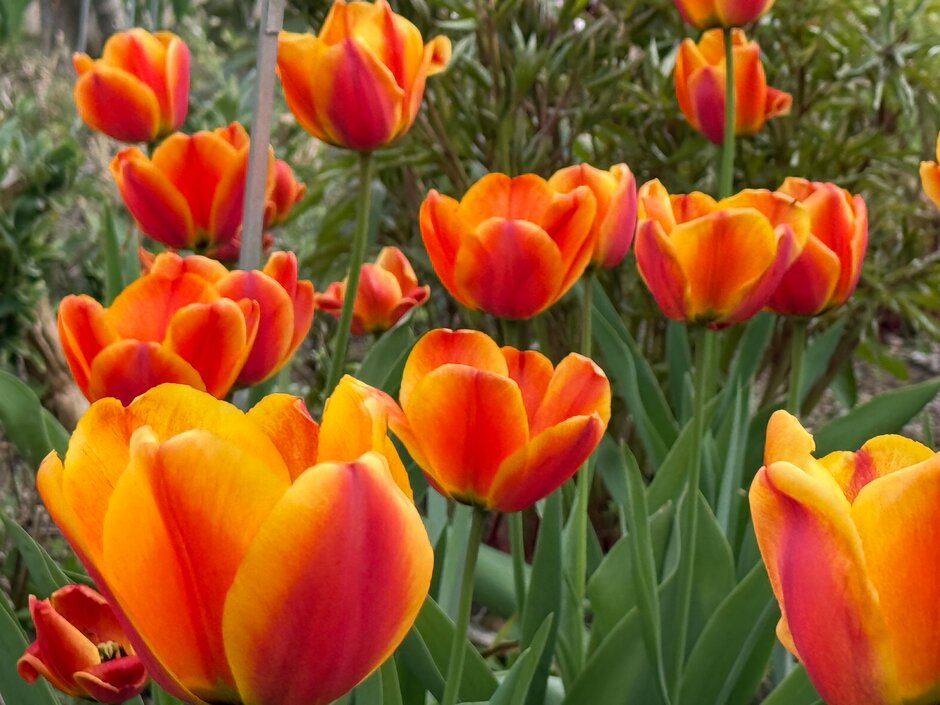 tulip 'Apeldoorn's Elite'