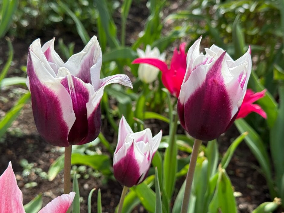 tulip 'Spitsbergen'