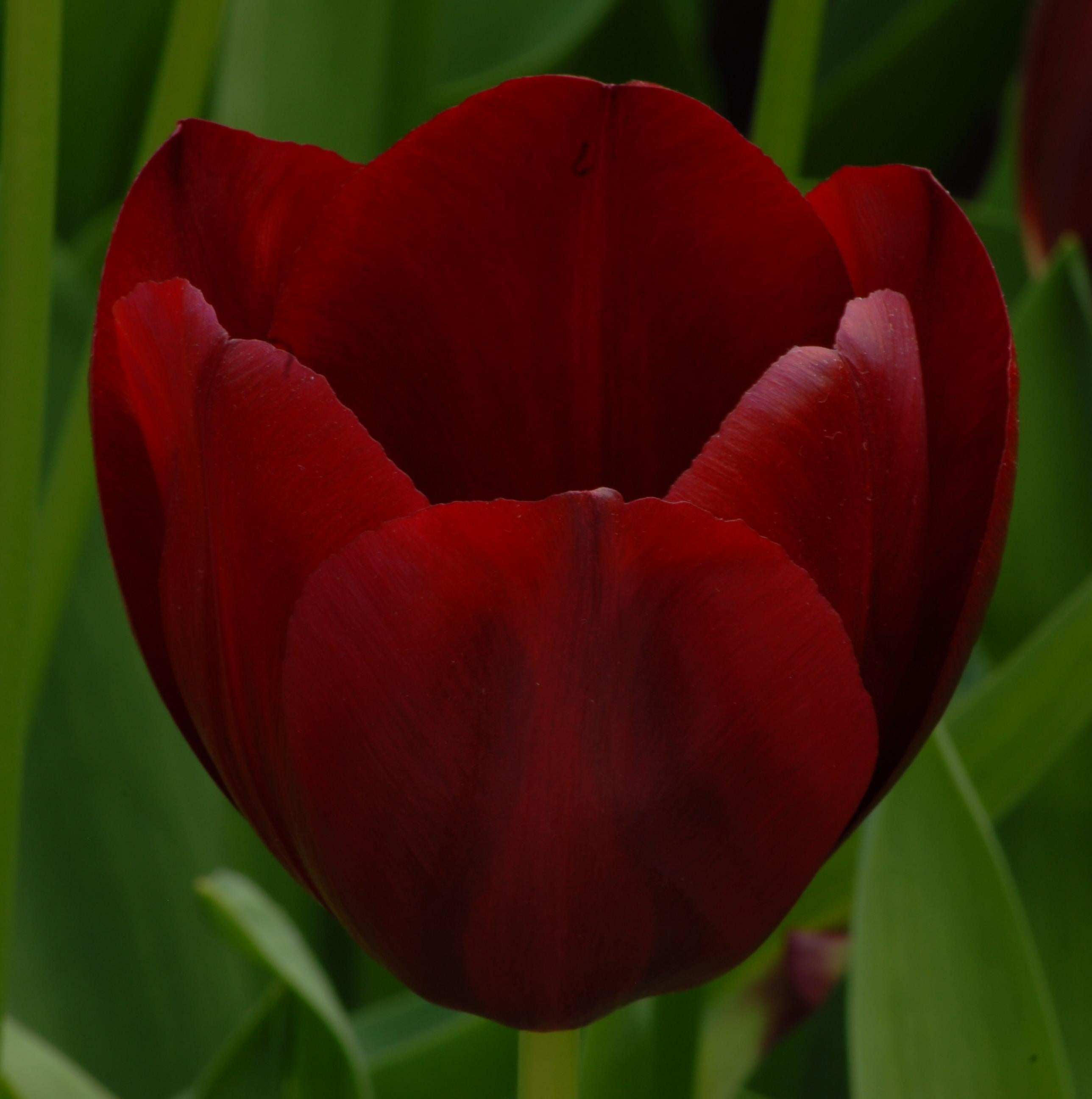 tulip 'National Velvet'