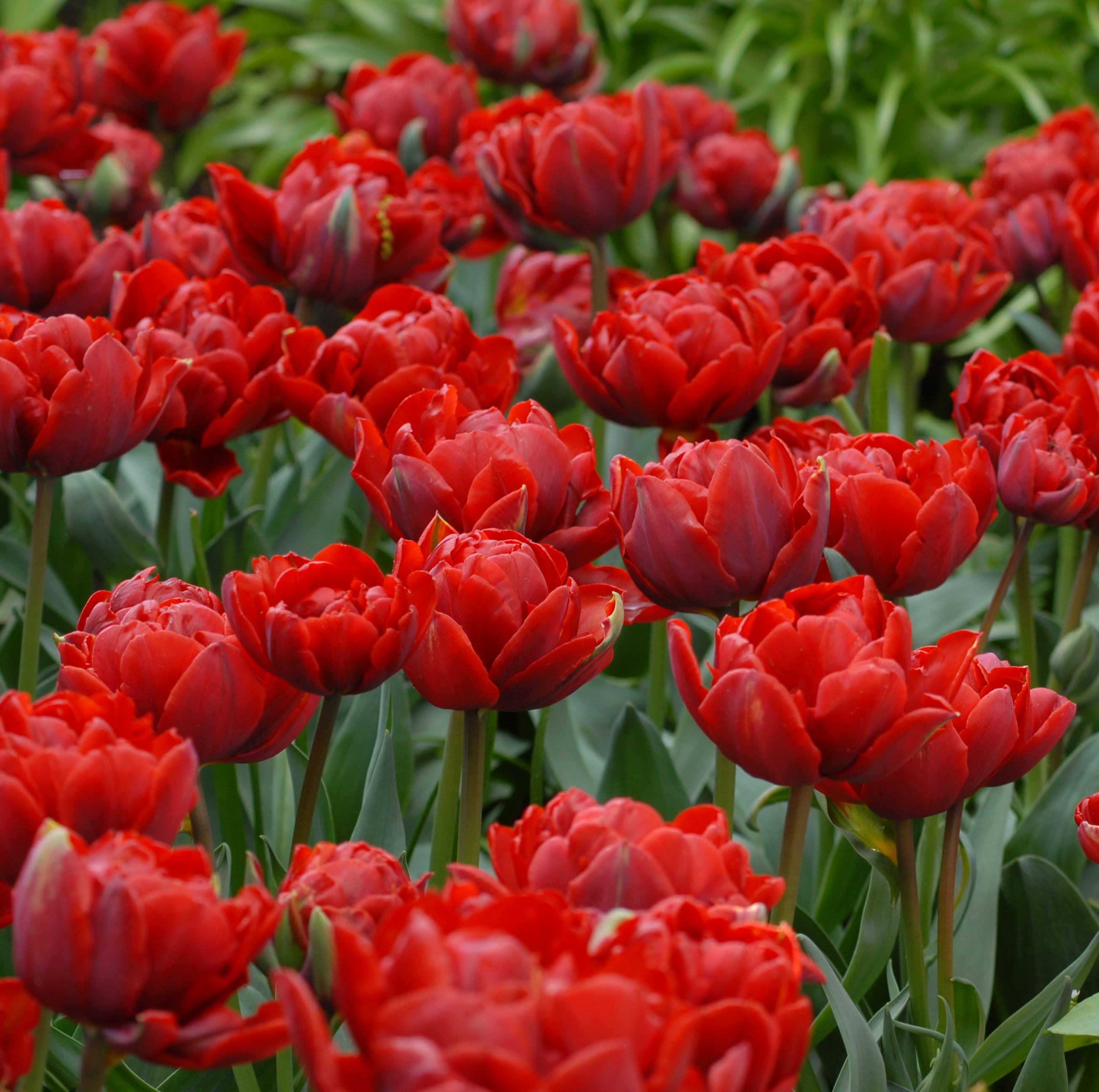 tulip 'Red Princess'