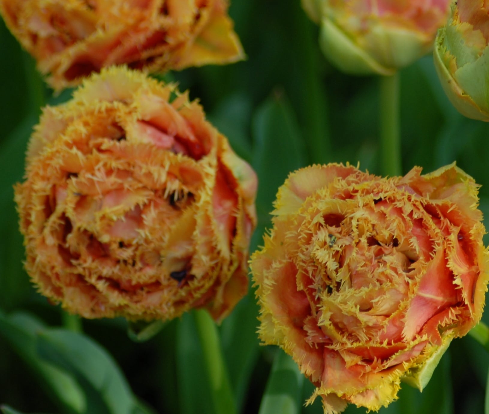 tulip 'Sensual Touch'