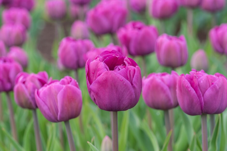 tulip 'Backpacker'