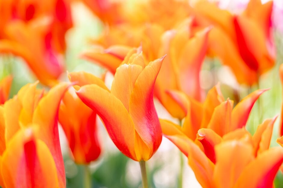 tulip 'Ballerina'