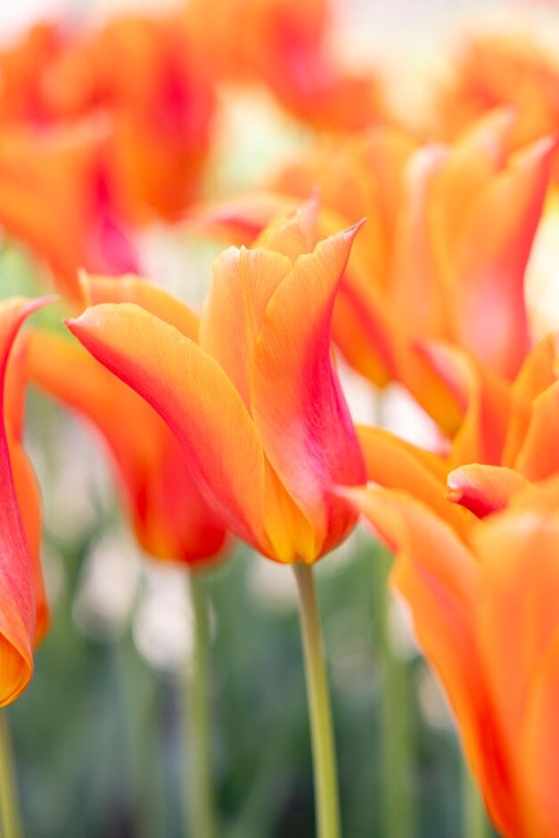 tulip 'Ballerina'