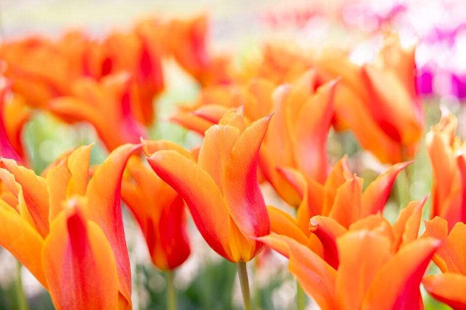 tulip 'Ballerina'