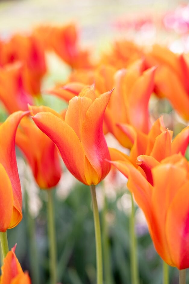 tulip 'Ballerina'