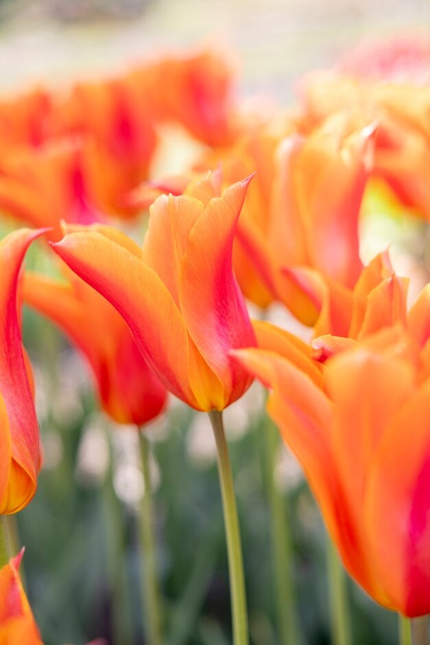 tulip 'Ballerina'
