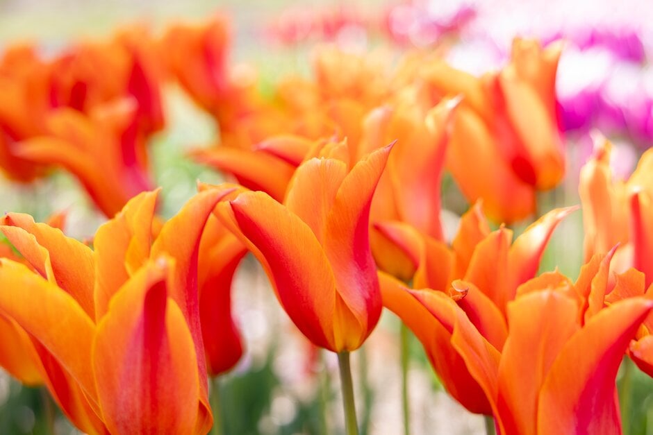 tulip 'Ballerina'