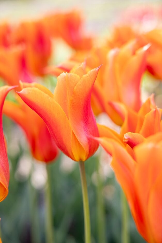 tulip 'Ballerina'