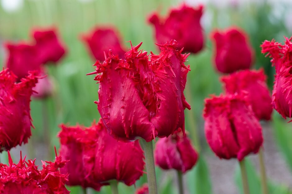 tulip 'Barbados'