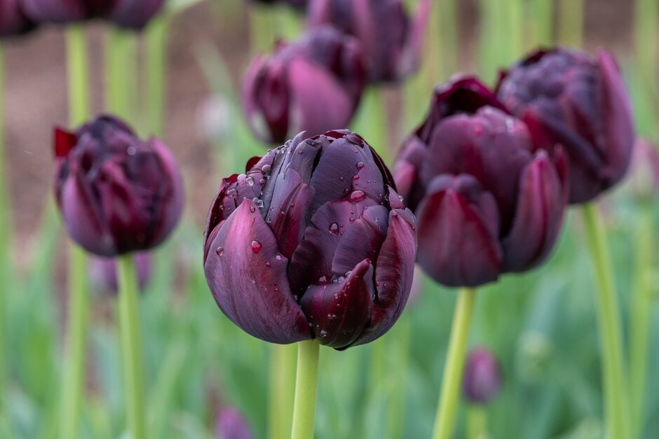 tulip 'Black Hero'