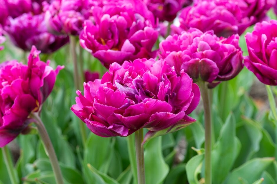 tulip 'Blue Wow'