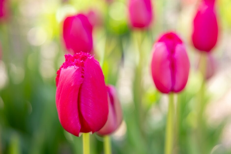 tulip 'Burgundy Lace'