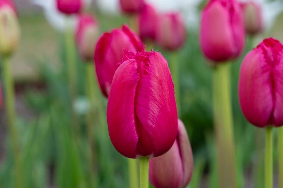 tulip 'Burgundy Lace'