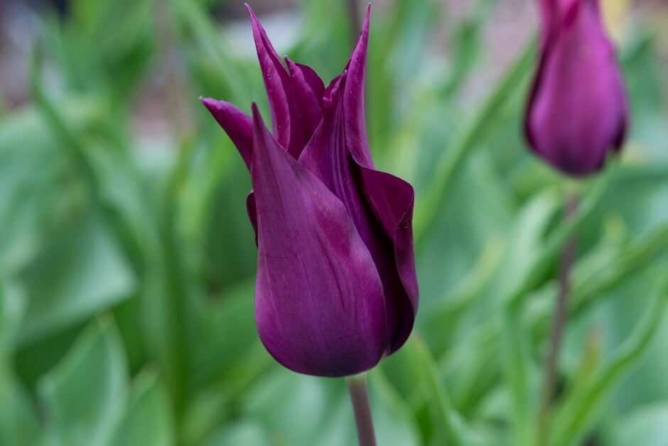 tulip 'Burgundy'