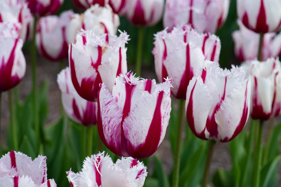 tulip 'Burning Fire'