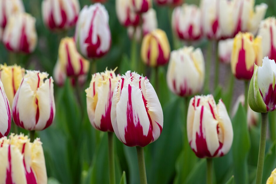 tulip 'Burning Fire'