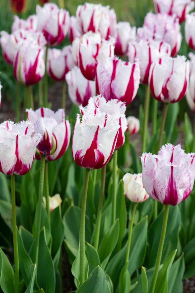 tulip 'Burning Fire'
