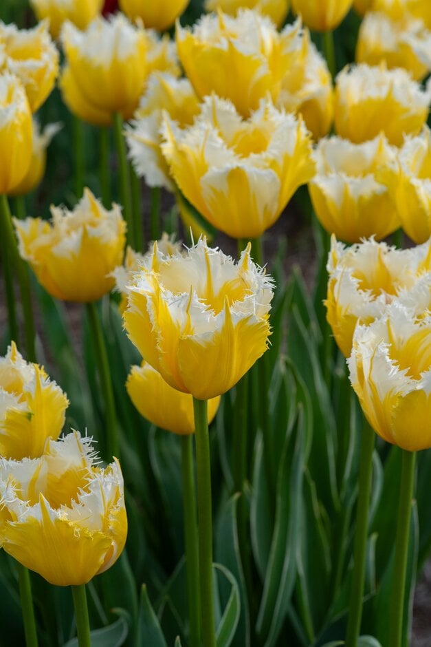 tulip 'Burning Flame'
