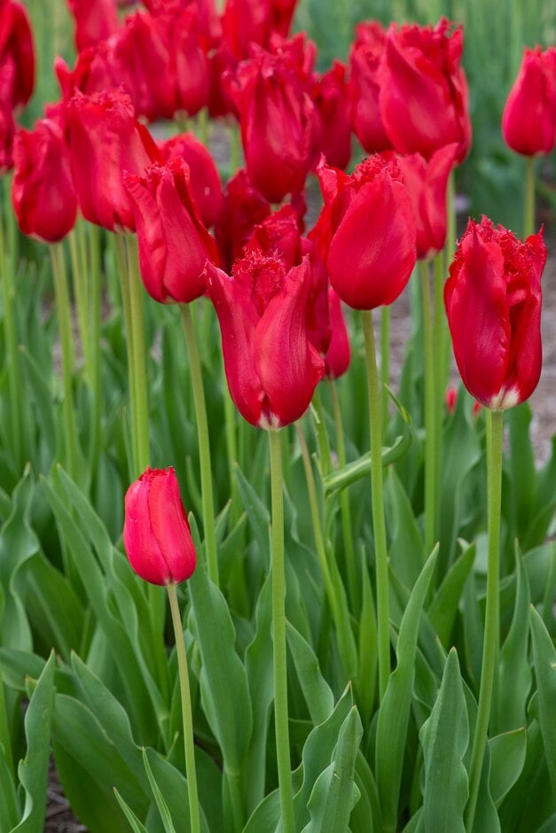 tulip 'Calibra'