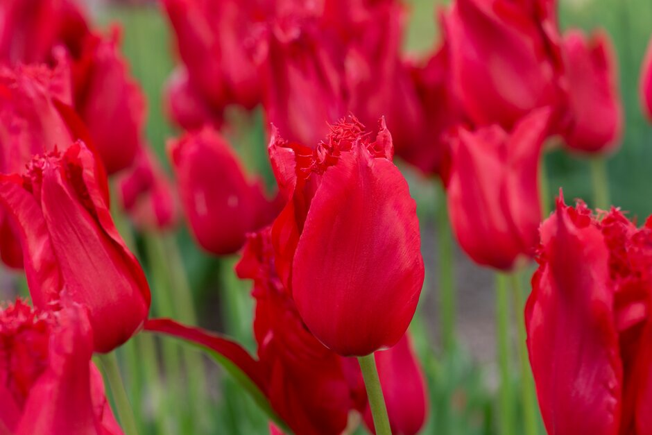 tulip 'Calibra'