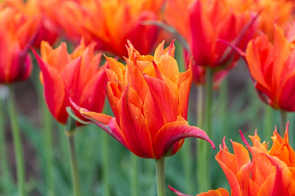 <i>Tulipa</i> 'Campball' (11)