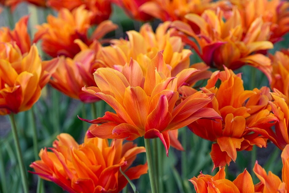 <i>Tulipa</i> 'Campball' (11)