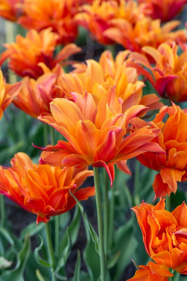 <i>Tulipa</i> 'Campball' (11)