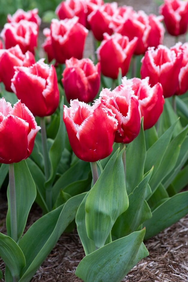 tulip 'Canasta'
