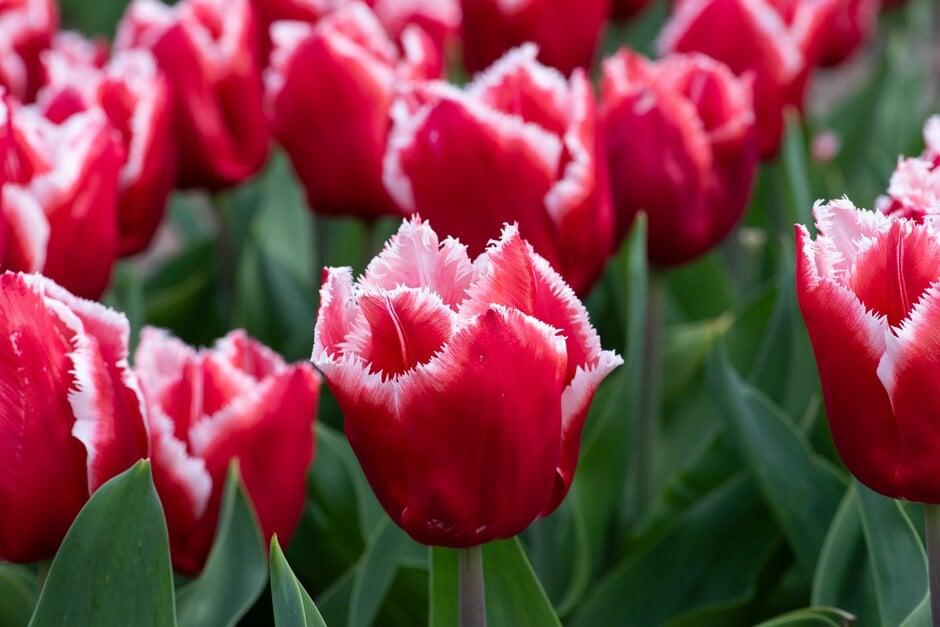 tulip 'Canasta'