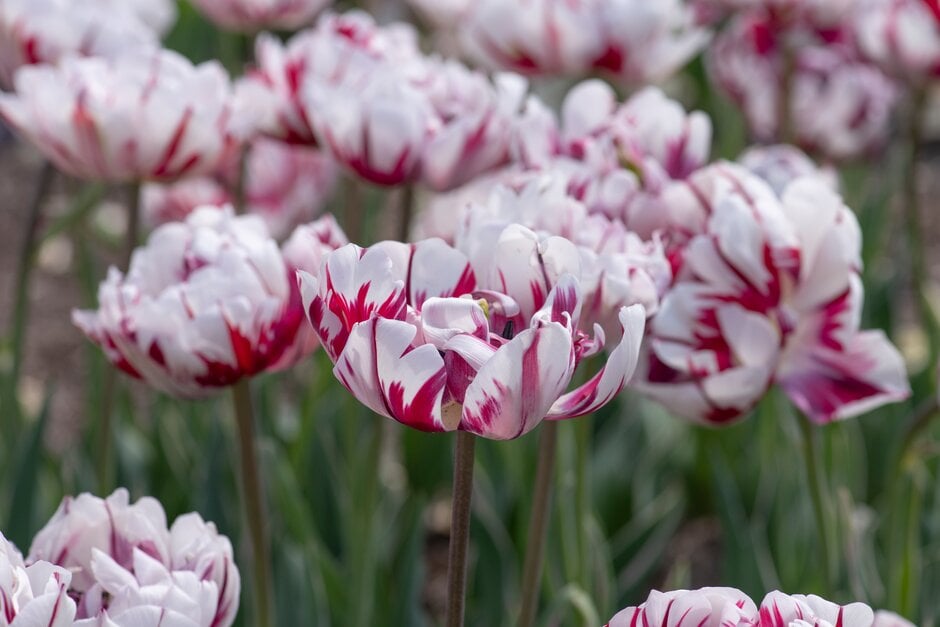 tulip 'Carnaval de Nice'