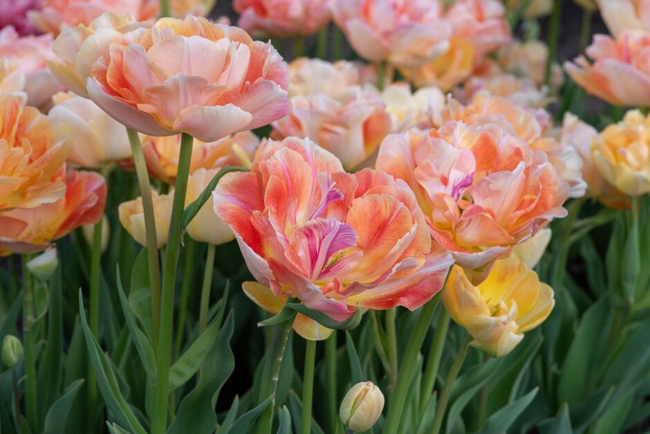 tulip 'Charming Lady'