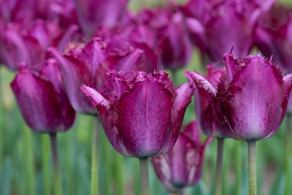 tulip 'Colour Fusion'