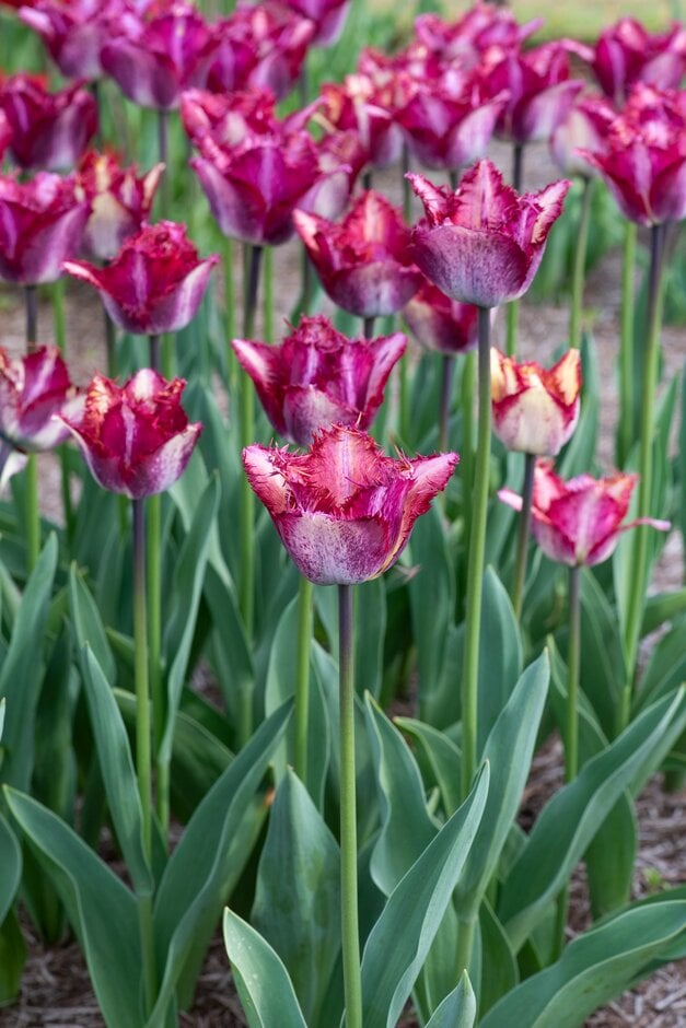 tulip 'Colour Fusion'