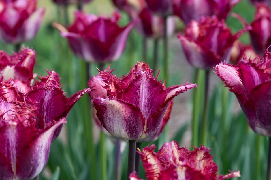 tulip 'Colour Fusion'