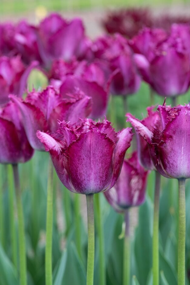 tulip 'Colour Fusion'