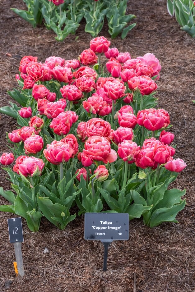 tulip 'Copper Image'