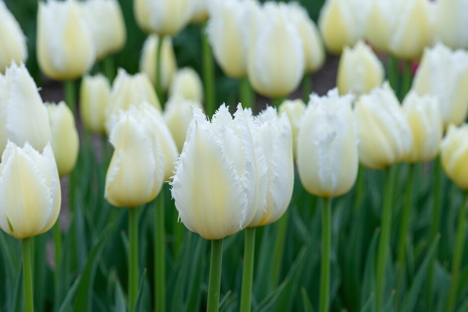 tulip 'Cricko'