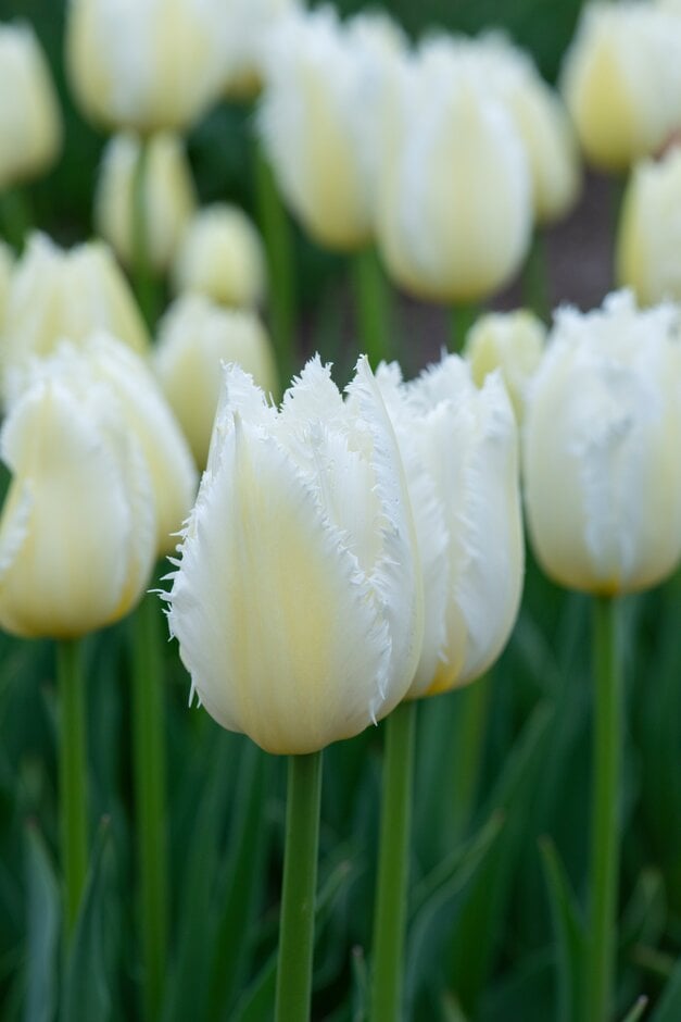 tulip 'Cricko'