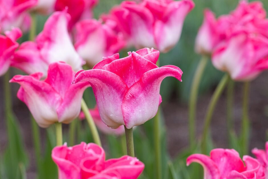 tulip 'Crown of Dynasty'