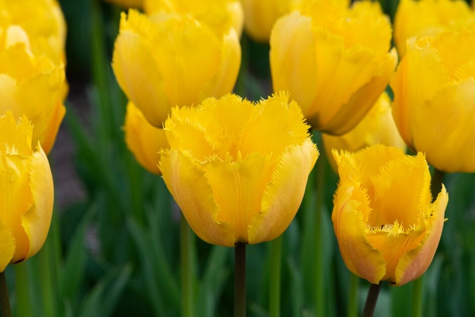 tulip 'Crystal Star'