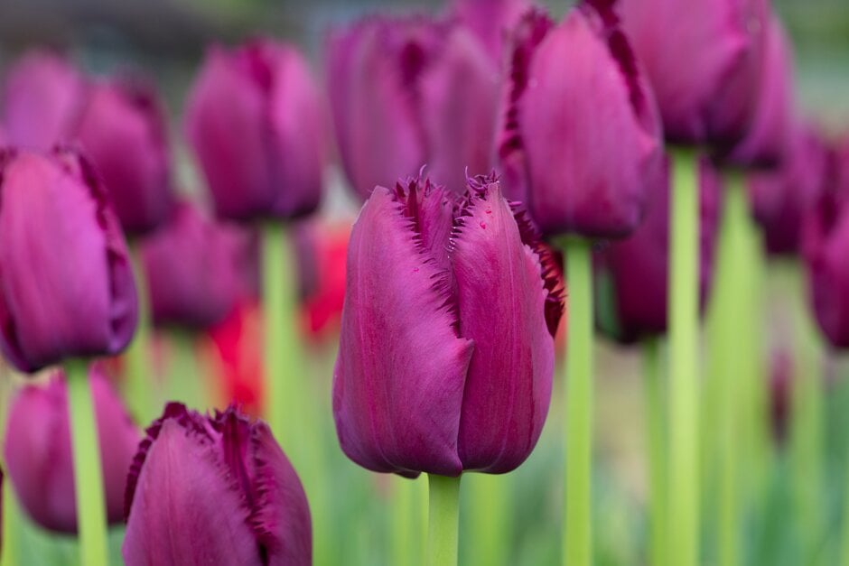 tulip 'Curly Sue'