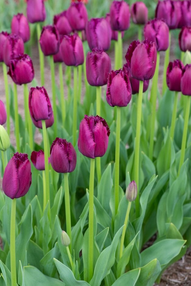 tulip 'Curly Sue'