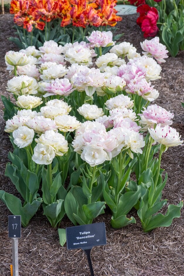 tulip 'Danceline'