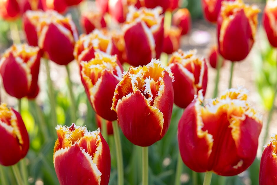 tulip 'Davenport'