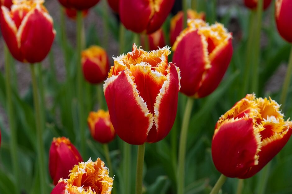 tulip 'Davenport'