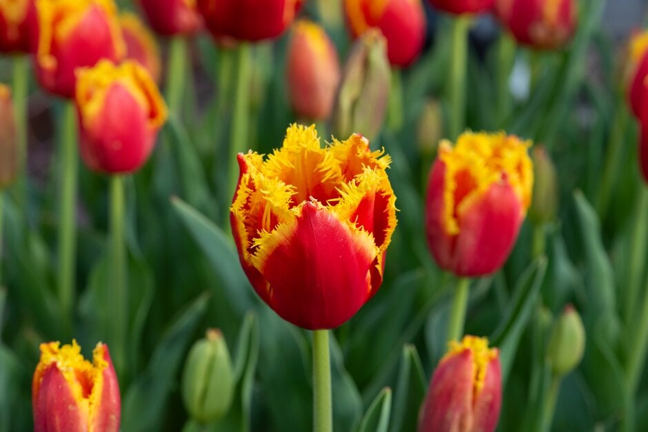 tulip 'Davenport'